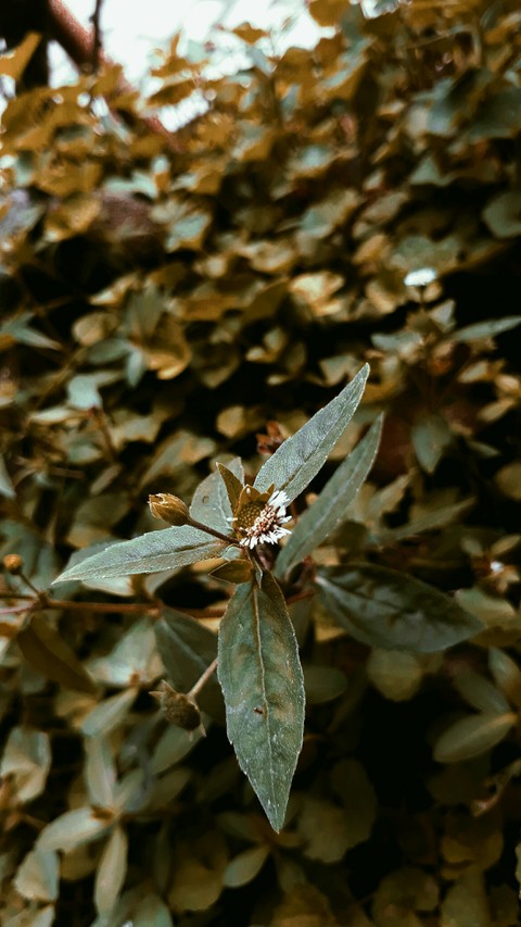 plant
