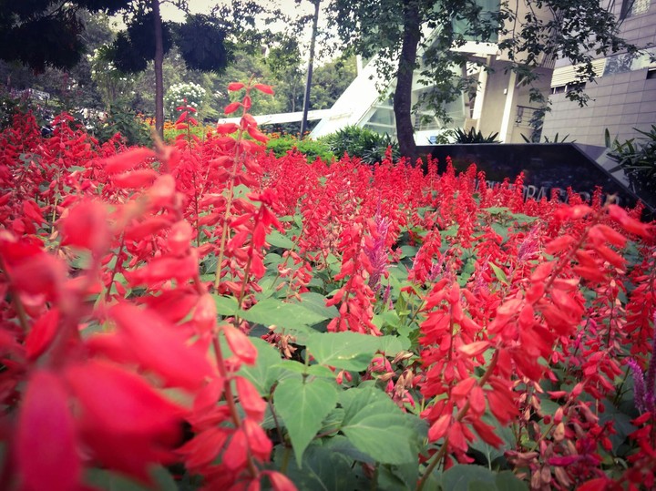 red flowers