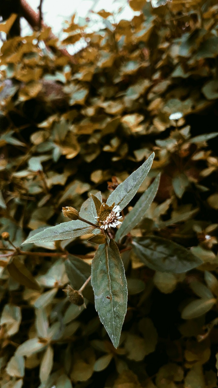 plant