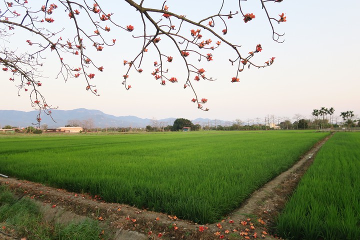 Kapok