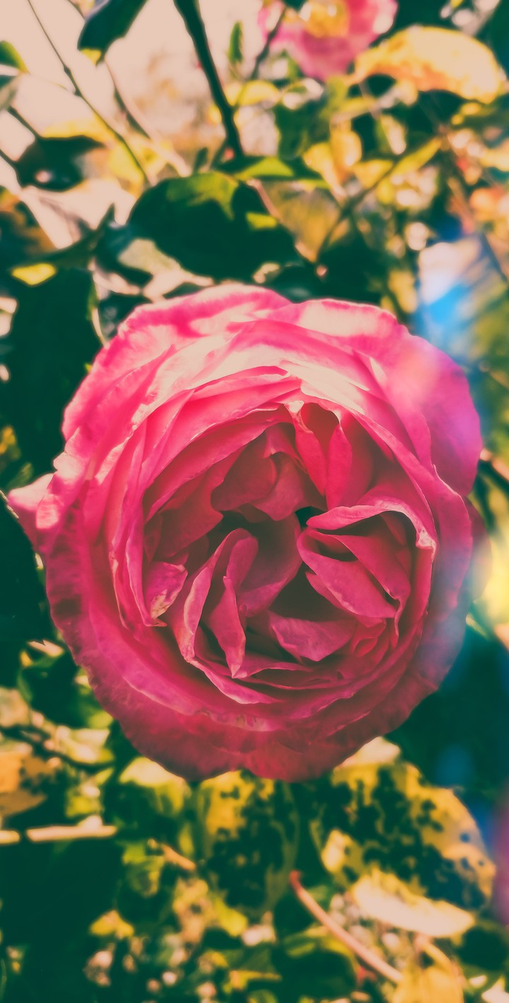 rose