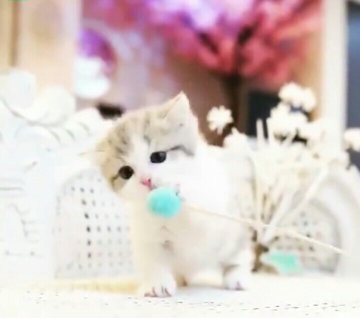 Cute Little Baby Cat