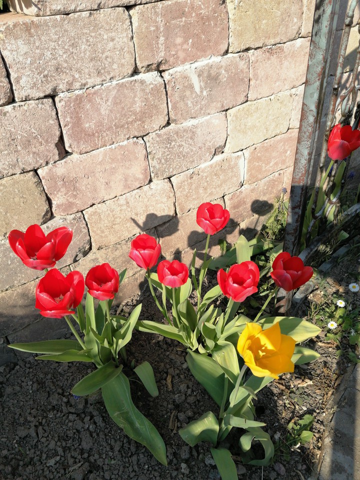 Tulips