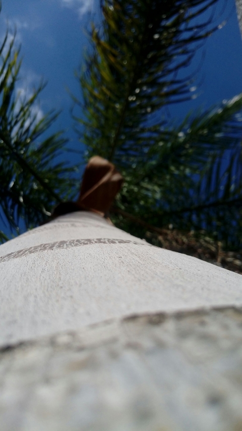 тапети roof, palm