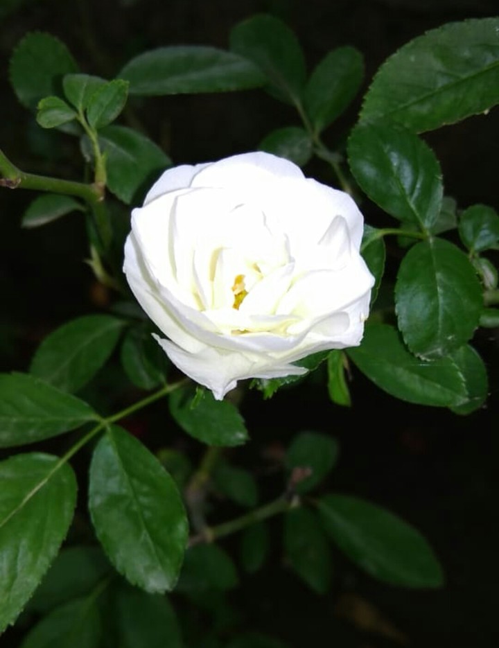 white beauty