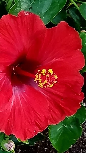Wet red flower
