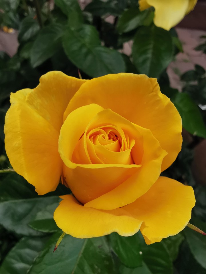 rose
