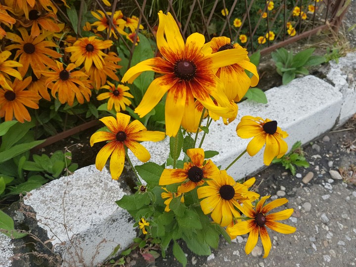 Yellow flowers