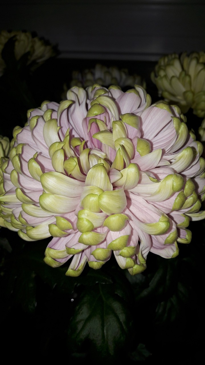 DekoChrysantheme