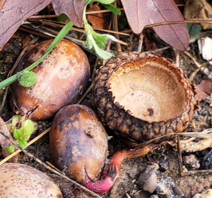 Acorns