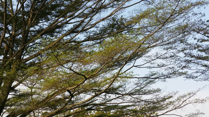 #nature,#trees#foryou