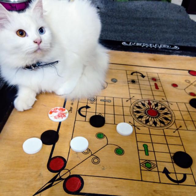 Persian Cat