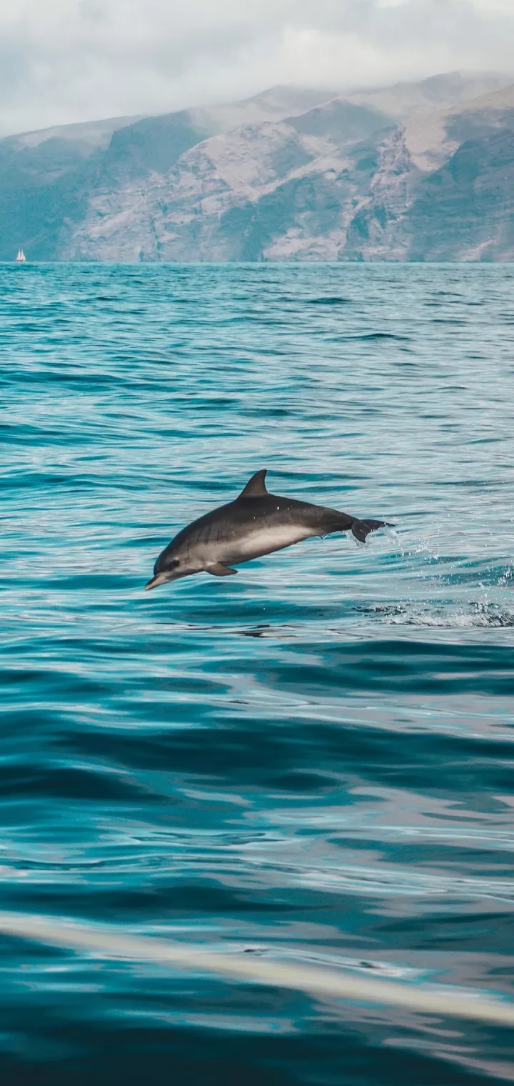 dolphin