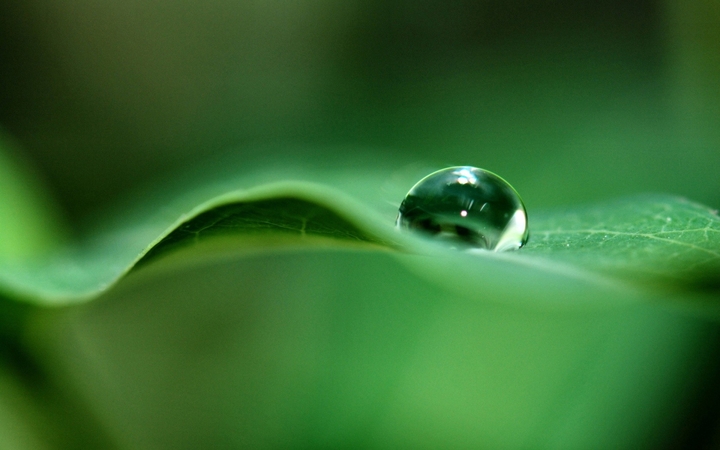 dew