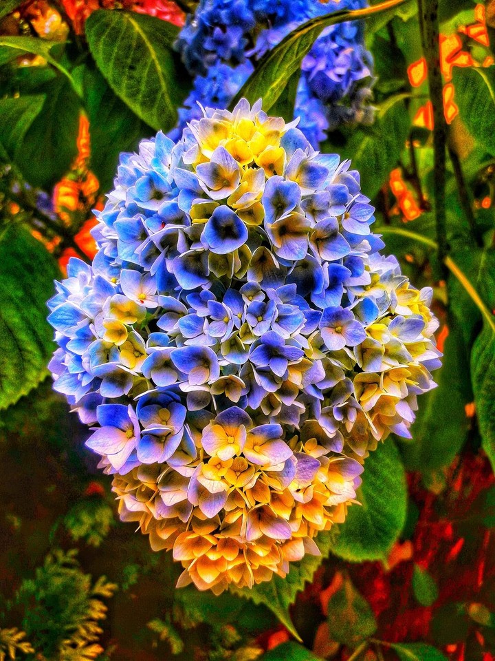 Blue Flower