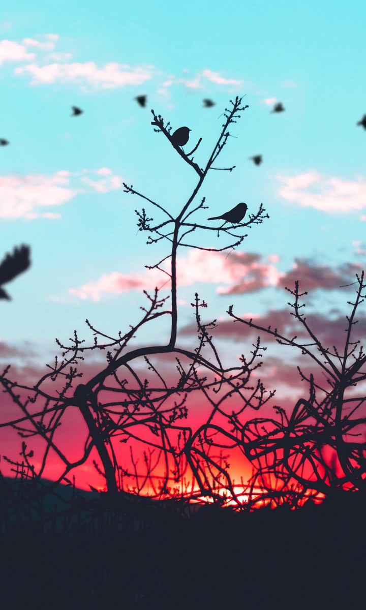 bird