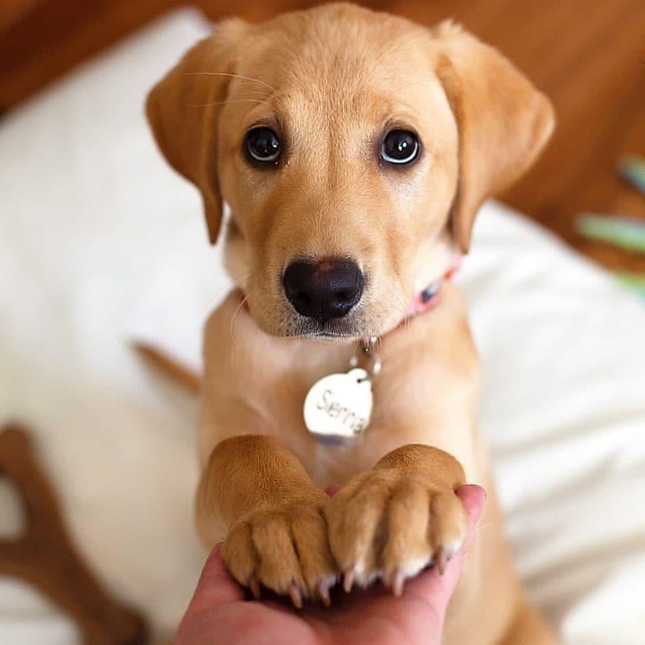 Cute Dog