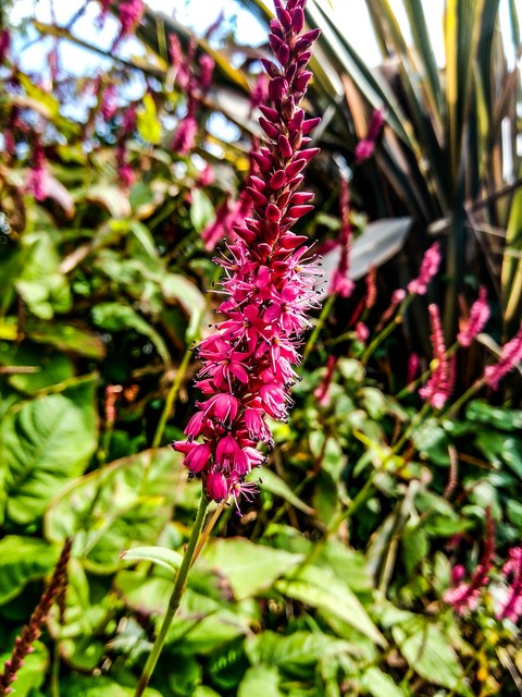 papéis de parede ireland, plant