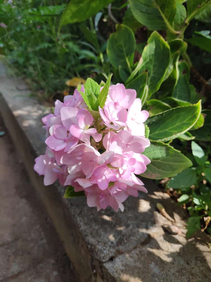 Home Flower