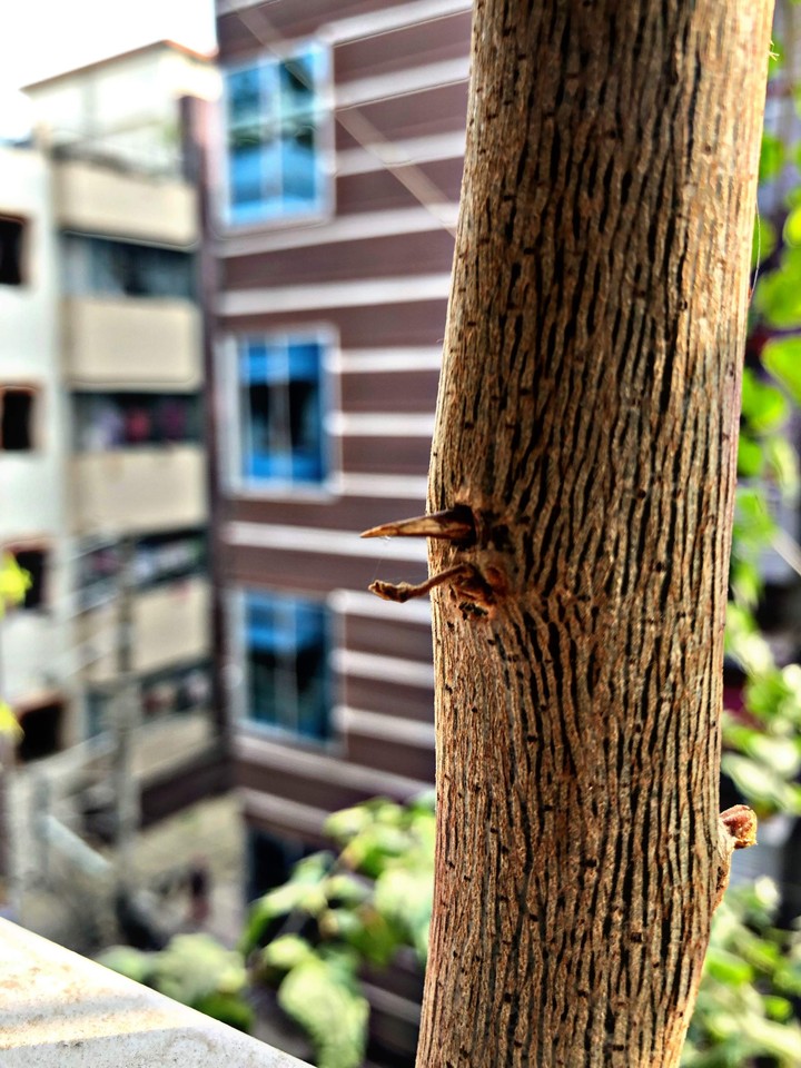 কাটা