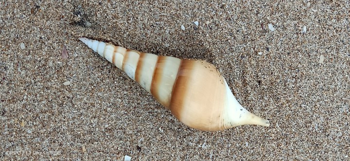 Shell
