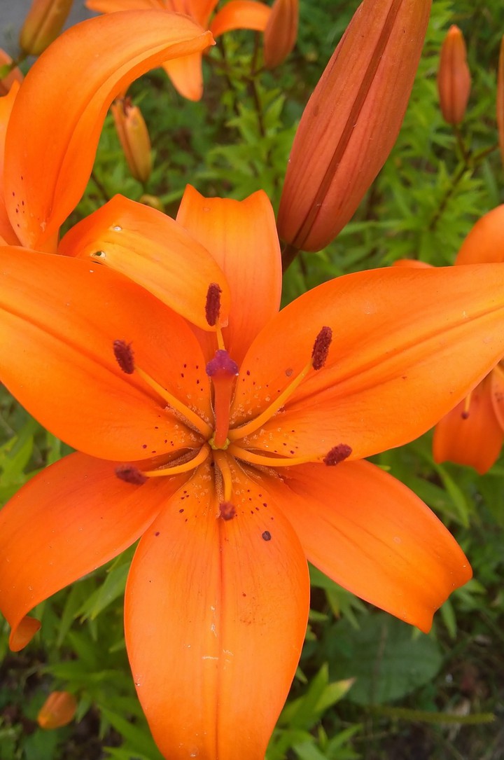 Lily