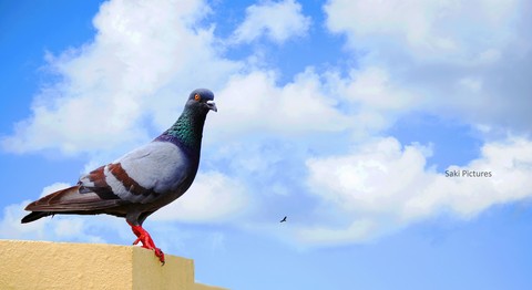 A Bird