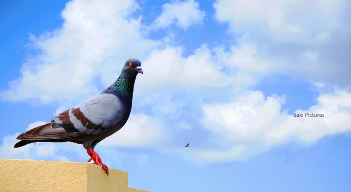 A Bird