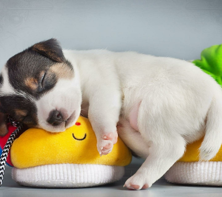 Doggy :)