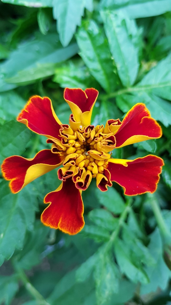 beautiful marigold