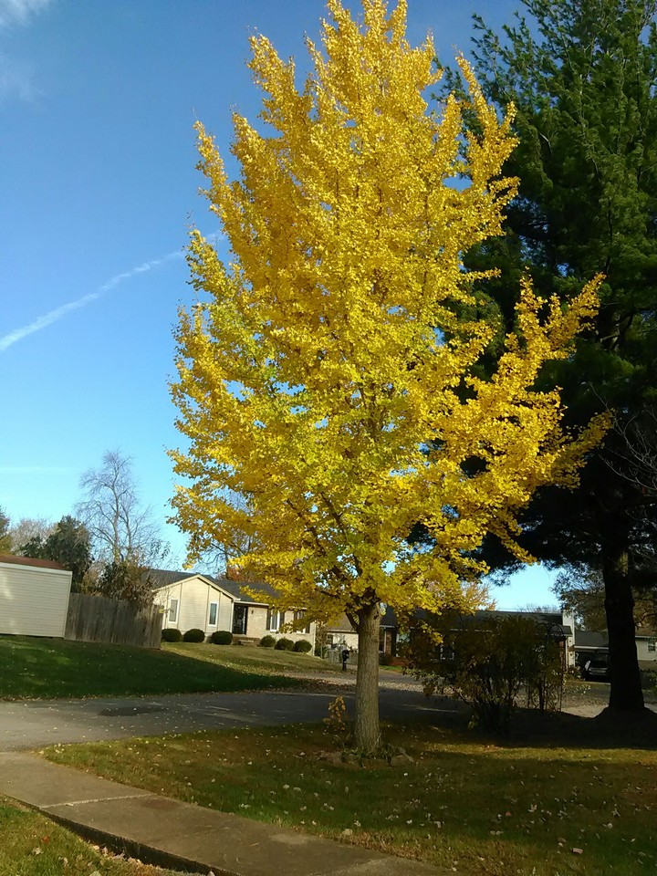 Golden Fall
