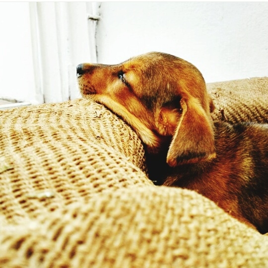 dog love 