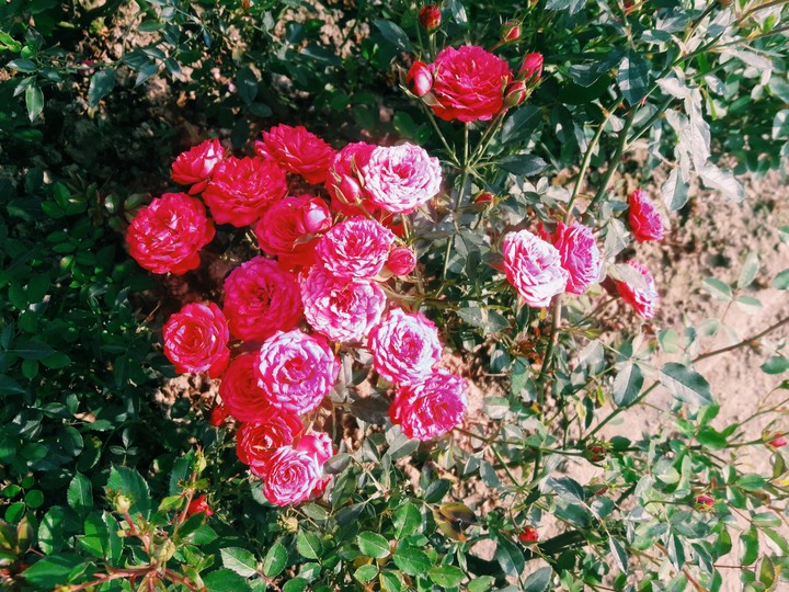 Pink