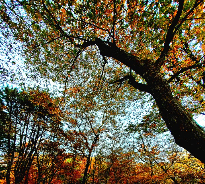 Autumn