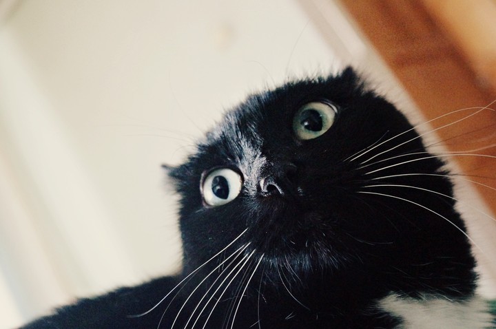 cat