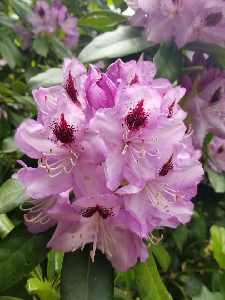 2017 garden
