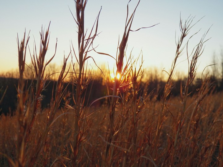 Sunset in grass