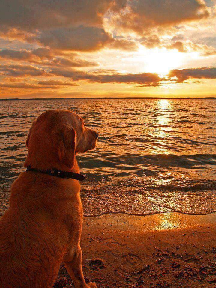 Dog dream