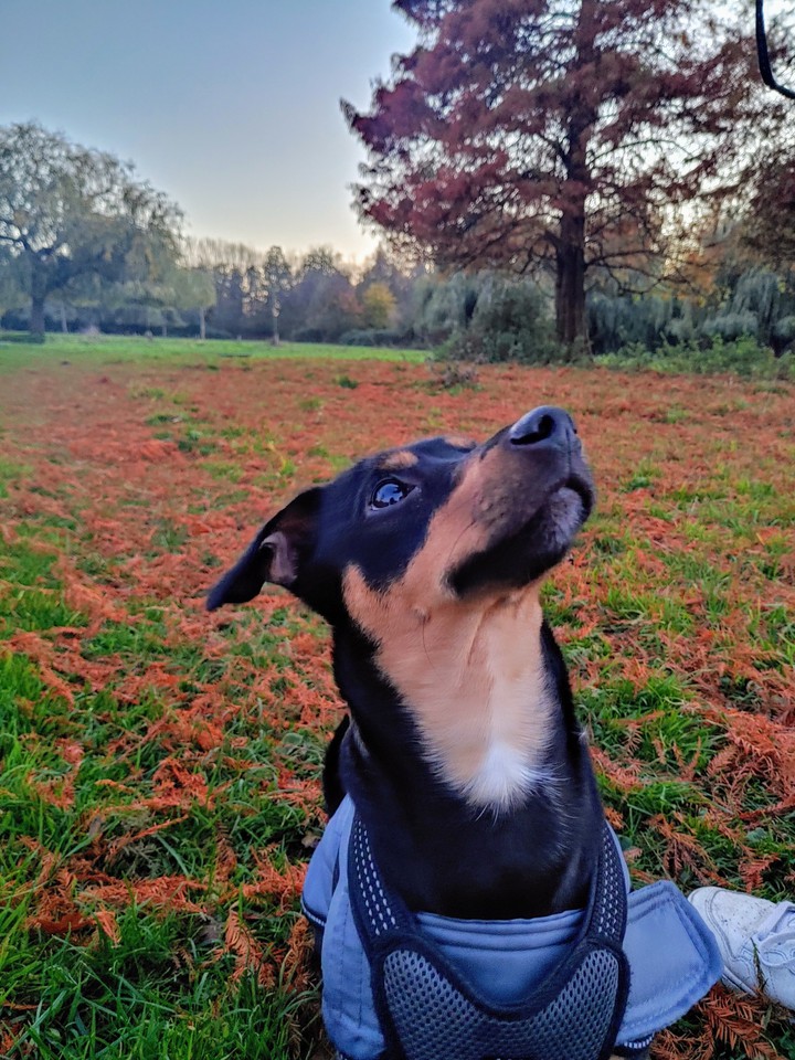 puppy eyes in autumn colors