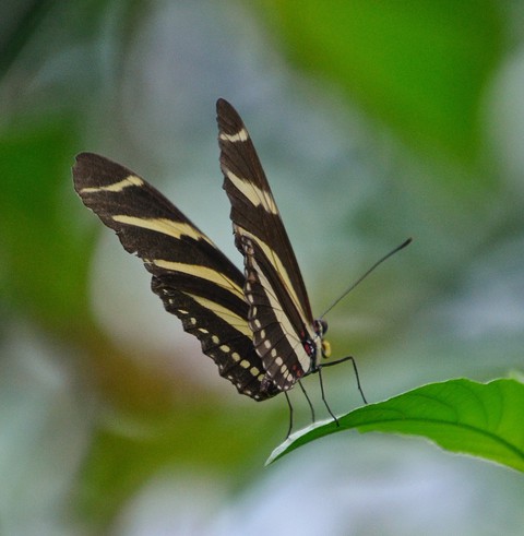 botany, butterfly duvar kağıtları