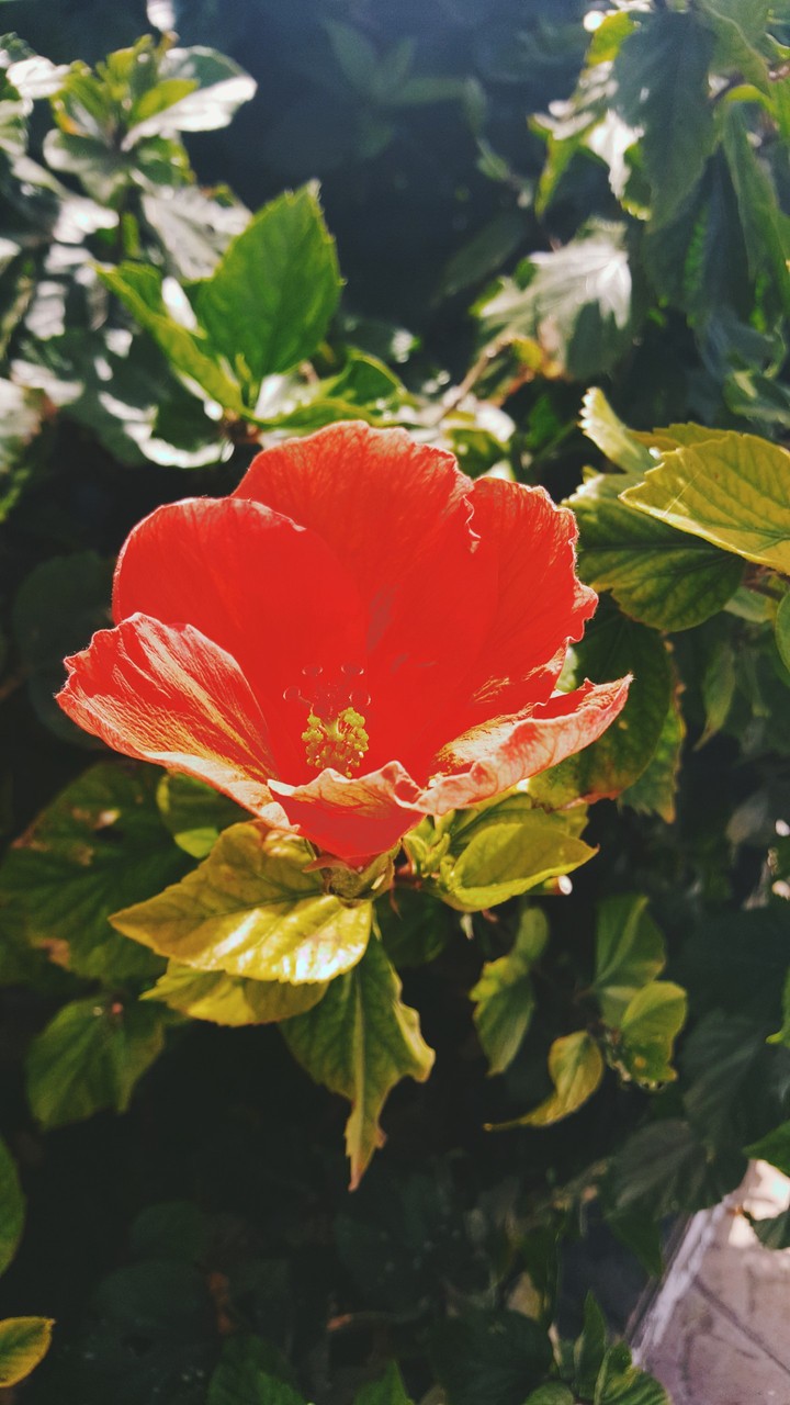 red flower