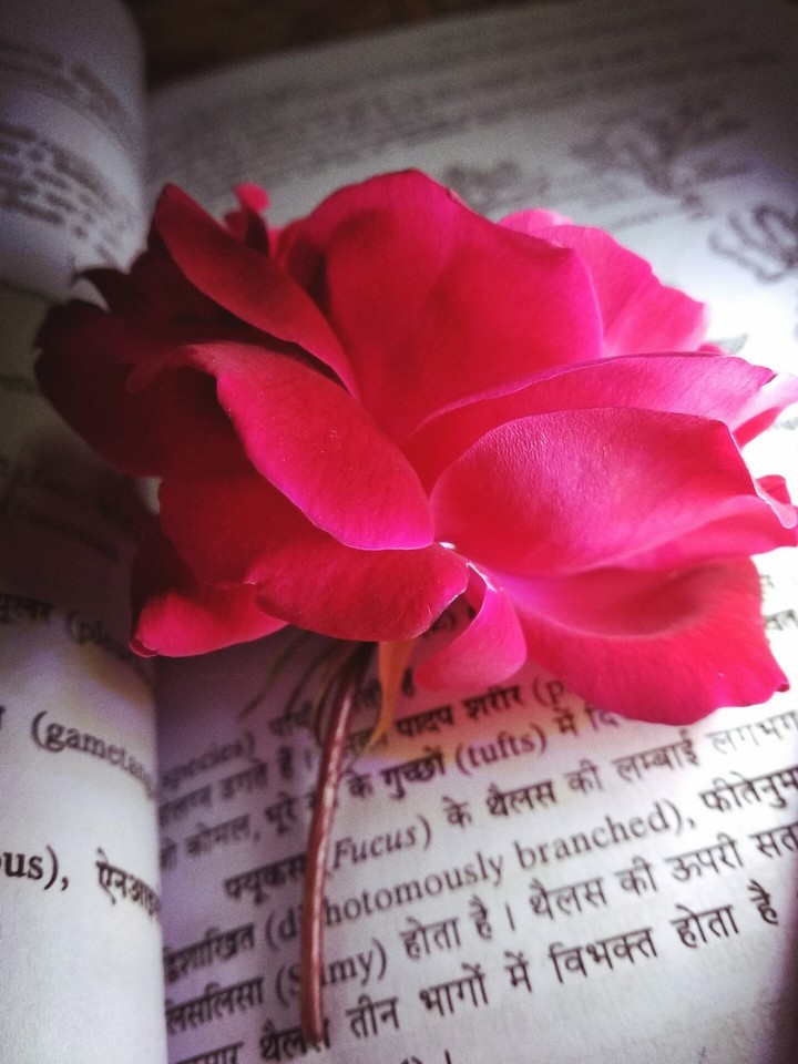 real flower wallpaper