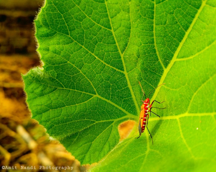 An Insect