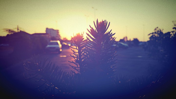 Goldenhour Tree