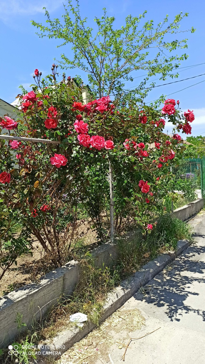 rose
