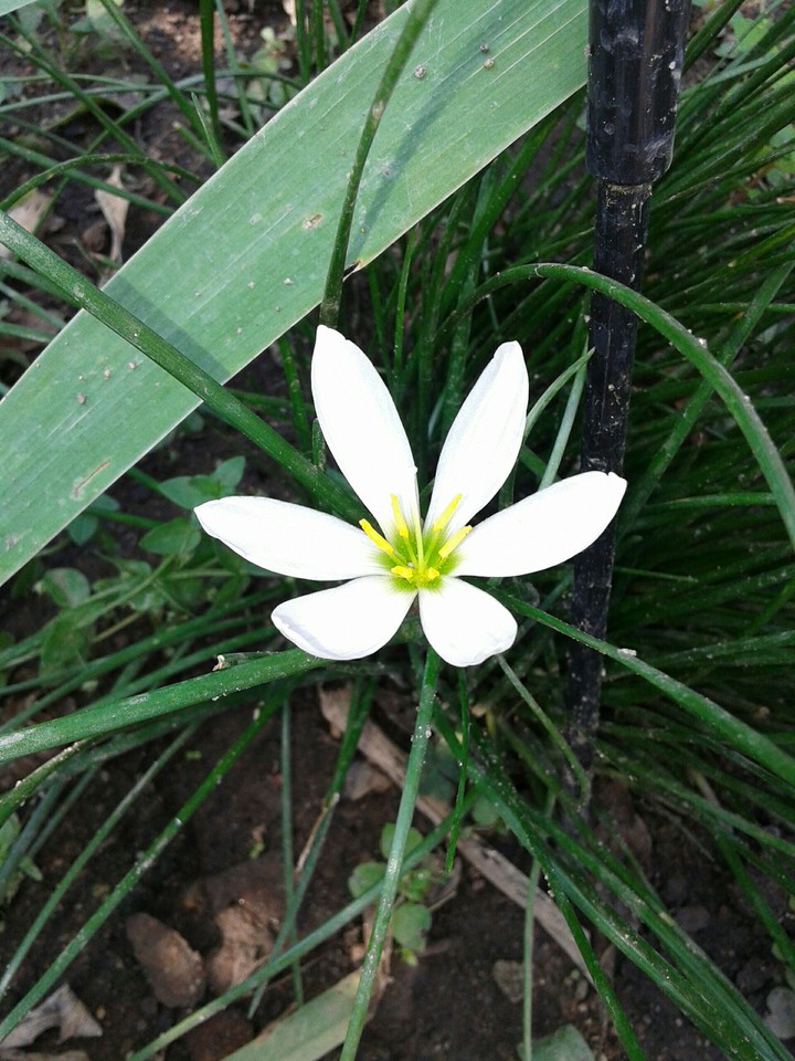 White beautifull tiny flower