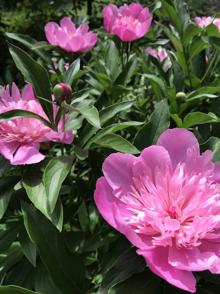 Peonies