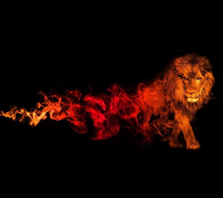 lion