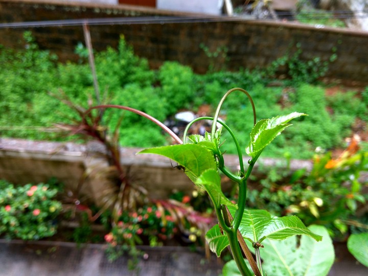 first shot