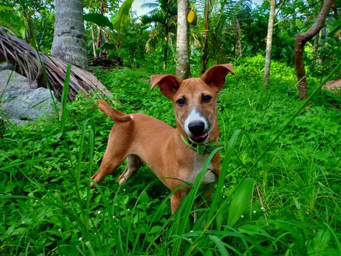 Dog
